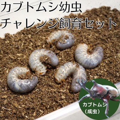 カブトムシ幼虫チャレンジ飼育セット(5匹)【1487108】