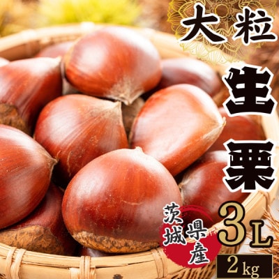 かすみがうら市産　生栗　3Lサイズ　2kg【配送不可地域：離島】【1437715】