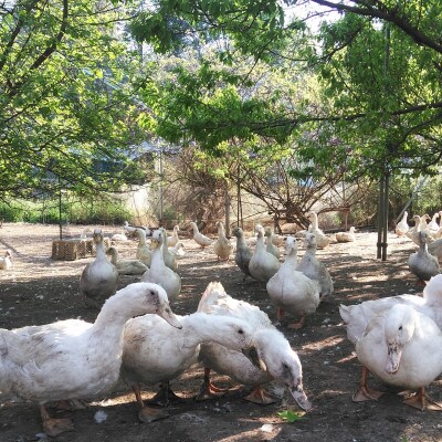 鴨鍋の素4人前  鴨スープ1kgと鴨モモ肉2羽分(計800〜900g)のセット【配送不可地域：離島】【1577230】