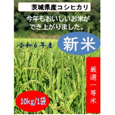 令和6年茨城県産　精米コシヒカリ　10kg【1548869】