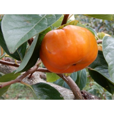 柿 早生(わせ) 3種セット 9〜12個(約3.5kg)【1698830】