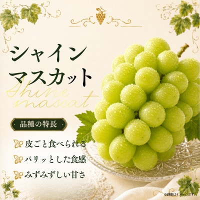 ã·ã£ã€ã³ãã¹ã«ãã çŽ1.4kg (2æ¿)ã2026幎çºéãèšåçç£ãã«ãŒã 人æ°ã®ã¶ã©ããé
éäžå¯å°åïŒé¢å³¶ã»æ²çžçãã1751122ã