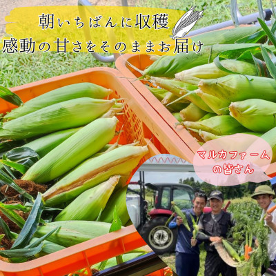 マルカファームの朝採れ「とうもろこし」10本セット【配送不可地域：離島・沖縄県】【1404268】