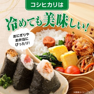 繧ウ繧キ繝偵き繝ェ縺ィ蟷イ縺苓葛縺ョ讌オ荳翫励Ξ繝溘い繝繧サ繝繝(邊セ邀ウ5kgテ怜ケイ縺苓葛300g)縲1694101縲