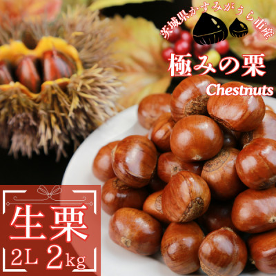 2026年産!大粒生栗 先行予約受付中 かすみがうら市産　生栗　2Lサイズ 2kg【配送不可地域：離島】【1437711】