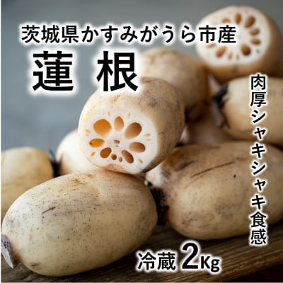 肉厚でシャキシャキの食感と甘みが特徴　　掘りたて れんこん　2Kg(2〜4本)【配送不可地域：離島】【1370489】