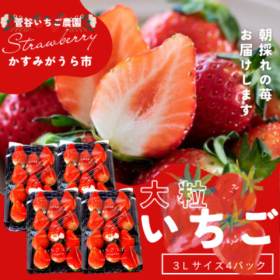 菅谷いちご園の完熟いちご『いちごっ子』 3Lサイズ 11粒×4パック【配送不可地域：離島・北海道・沖縄県・信越、北陸・東海・近畿・中国・四国・九州】【1484634】