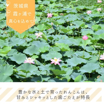 れんこんチップス 30g×20袋セット【1735731】