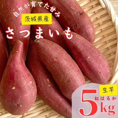【茨城県産】生さつまいも 紅はるか 5Kg【1437615】