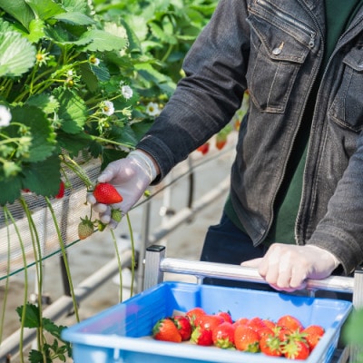 ãããã²ããææã¿ã»åœæ¥çºéã500gÃ1ããã¯ãé
éäžå¯å°åïŒé¢å³¶ã»æ²çžçãã1713923ã