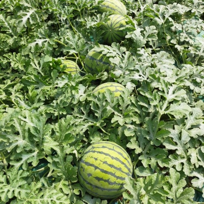 【阿見町共通返礼品】茨城県阿見町産大玉すいか(羅王ザ・スイート)4L(1玉)1箱9〜10kg【1713065】