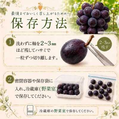 ã·ã£ã€ã³ãã¹ã«ãã çŽ1.4kg (2æ¿)ã2026幎çºéãèšåçç£ãã«ãŒã 人æ°ã®ã¶ã©ããé
éäžå¯å°åïŒé¢å³¶ã»æ²çžçãã1751122ã