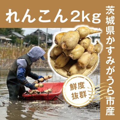 【鮮度抜群!茨城県かすみがうら市産】シャキシャキ蓮根 霞ヶ浦れんこん2kg 産地厳選【配送不可地域：離島】【1667481】