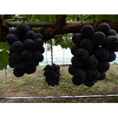 çå³ãšé
žå³ã®çµ¶åŠãªãã©ã³ã¹ã®ããªãŒã1.2kg(2æ¿ã3æ¿)ãé
éäžå¯å°åïŒé¢å³¶ãã1432341ã