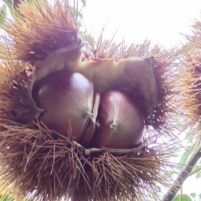 ã2026幎10æçºééå§ãç£å°çŽé!ä¹
ä¿ç°ææš¹åã®çæ 3Lãµã€ãºçŽ3kgãé
éäžå¯å°åïŒé¢å³¶ãã1428287ã