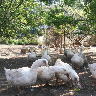 かすみ鴨　ムネ肉のスモーク　1枚(200g)【配送不可地域：離島】【1563883】