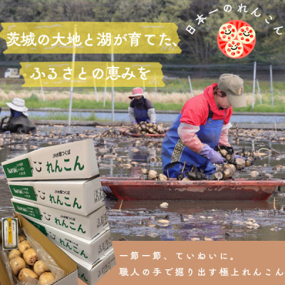 閧牙字縺ァ繧キ繝」繧ュ繧キ繝」繧ュ縺ョ鬟滓─縺ィ逕倥∩縺檎音蠕エ縲縲謗倥j縺溘※ 繧後s縺薙s縲4Kg(4縲7譛ャ)縲宣埼∽ク榊庄蝨ー蝓滂シ夐屬蟲カ縲代1336120縲