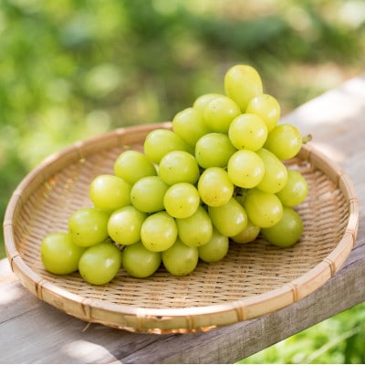 茨城県かすみがうら市産シャインマスカット　約2Kg (3〜5房)【配送不可地域：離島】【1474047】