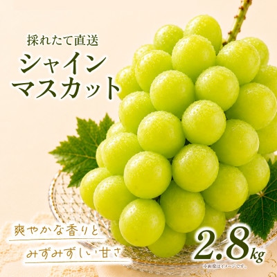 シャインマスカット 約2.8kg (4房)【2026年発送】茨城県産フルーツ 人気のぶどう【配送不可地域：離島・沖縄県】【1751121】
