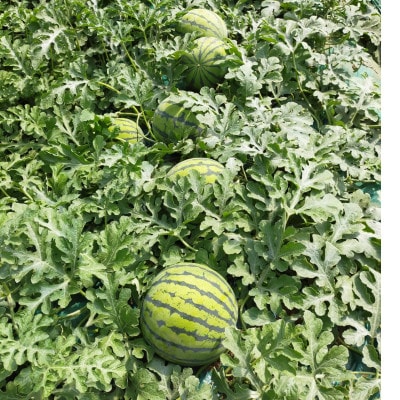 【阿見町共通返礼品】茨城県阿見町産大玉すいか(羅王ザ・スイート)3L(1玉)1箱8〜9kg【1713059】