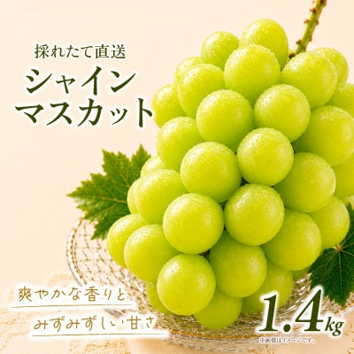 ã·ã£ã€ã³ãã¹ã«ãã çŽ1.4kg (2æ¿)ã2026幎çºéãèšåçç£ãã«ãŒã 人æ°ã®ã¶ã©ããé
éäžå¯å°åïŒé¢å³¶ã»æ²çžçãã1751122ã