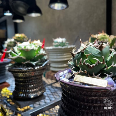 ONE-K PLANTS - ギフト券 - 10,000円【1614151】