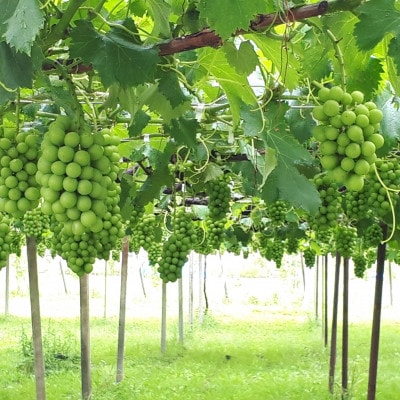 茨城県かすみがうら市産シャインマスカット　約2Kg (3〜5房)【配送不可地域：離島】【1474047】