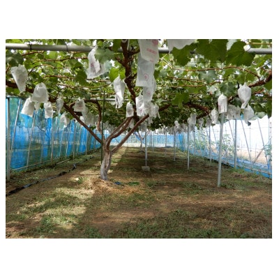 çå³ãšé
žå³ã®çµ¶åŠãªãã©ã³ã¹ã®ããªãŒã1.2kg(2æ¿ã3æ¿)ãé
éäžå¯å°åïŒé¢å³¶ãã1432341ã