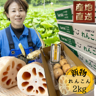 新物!　肉厚でシャキシャキの食感と甘みが特徴　　掘りたて れんこん　2Kg(2〜4本)【配送不可地域：離島】【1420961】