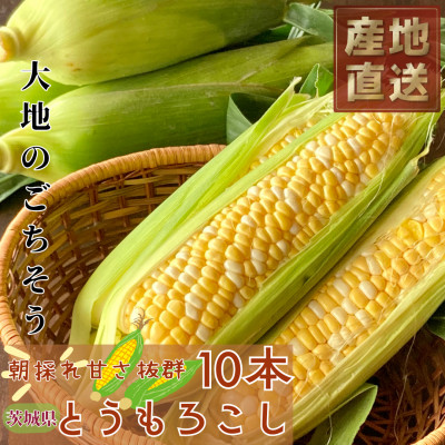 マルカファームの朝採れ「とうもろこし」10本セット【配送不可地域：離島・沖縄県】【1404268】