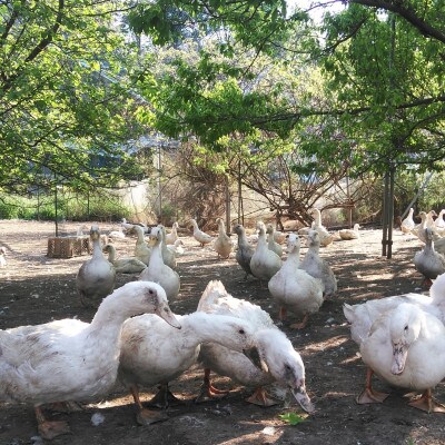 かすみ鴨　モモ肉スモークセット　計約500g(3〜4パック)【配送不可地域：離島】【1563882】