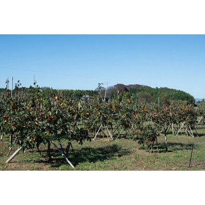 æ¿ æ©ç(ãã) 3çš®ã»ãã 9ã12å(çŽ3.5kg)ã1698830ã