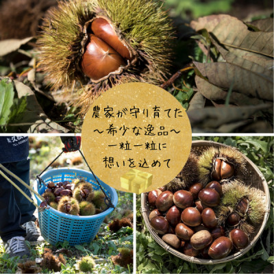 2026蟷エ逕」!螟ァ邊堤函譬 蜈郁。御コ育エ蜿嶺サ倅クュ 縺九☆縺ソ縺後≧繧牙クら肇縲逕滓励2L繧オ繧、繧コ 2kg縲宣埼∽ク榊庄蝨ー蝓滂シ夐屬蟲カ縲代1437711縲