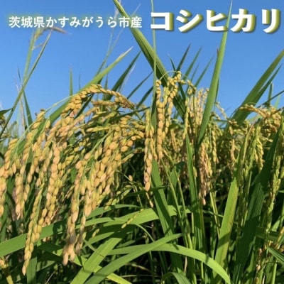 【毎月定期便】茨城県かすみがうら産　精米　コシヒカリ10kg全3回【4076524】