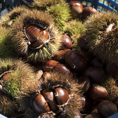 ãå
è¡åä»ãããã¿ãããåžç£ãçæ ã2Lãµã€ãºã3kgãé
éäžå¯å°åïŒé¢å³¶ãã1437712ã