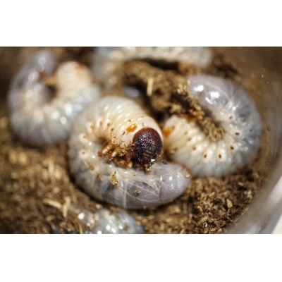 ã«ããã ã·å¹Œè«ãã£ã¬ã³ãžé£Œè²ã»ãã(5å¹)ããªã¹3å¹/ã¡ã¹2å¹ãã1487108ã