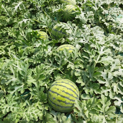 ãé¿èŠçºå
±éè¿ç€Œåãèšåçé¿èŠçºç£å€§çããã(çŸ
çã¶ã»ã¹ã€ãŒã)2L(1ç)1ç®±7.5kgã1713048ã