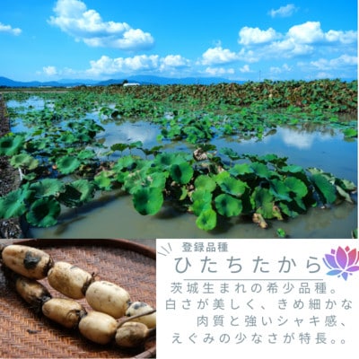 譁ー迚ゥ!縲閧牙字縺ァ繧キ繝」繧ュ繧キ繝」繧ュ縺ョ鬟滓─縺ィ逕倥∩縺檎音蠕エ縲縲謗倥j縺溘※ 繧後s縺薙s縲2Kg(2縲4譛ャ)縲宣埼∽ク榊庄蝨ー蝓滂シ夐屬蟲カ縲代1420961縲