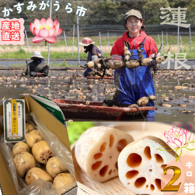 肉厚でシャキシャキの食感と甘みが特徴　　掘りたて れんこん　2Kg(2〜4本)【配送不可地域：離島】【1370489】