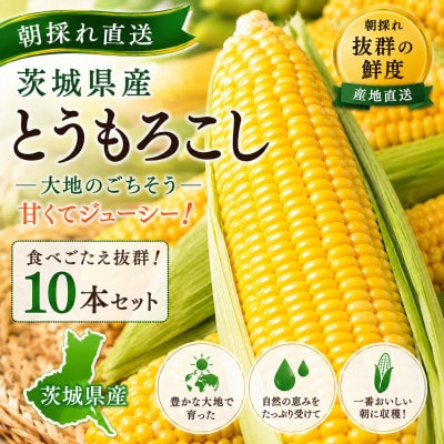 マルカファームの朝採れ「とうもろこし」10本セット【配送不可地域：離島・沖縄県】【1404268】
