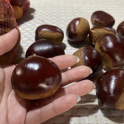 ã2026幎10æçºééå§ãç£å°çŽé!ä¹
ä¿ç°ææš¹åã®çæ 3Lãµã€ãºçŽ3kgãé
éäžå¯å°åïŒé¢å³¶ãã1428287ã