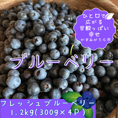 かすみがうら市特産　フレッシュブルーベリー　300g×4パック【配送不可地域：離島】【1237741】