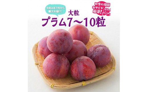 大粒プラム7～10粒【令和4年7月より順次お届け】田舎の頑固おやじが厳選！ [BI172-NT]