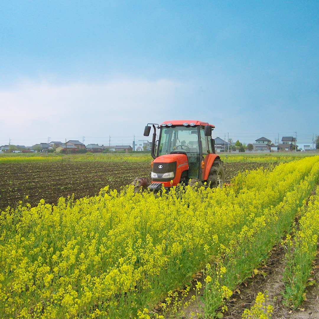 【 先行予約 】【 10月 発送開始 】 令和6年産 コシヒカリ ( 精米 10kg ) 特別栽培 菜の花米 「菜菜ちゃん」  米 こめ ごはん ご飯 白米 国産 茨城県産 新生活 プレゼント 新生活応援 必要なもの 便利 おすすめ 消耗品 一人暮らし 二人暮らし 必要 おいしい お土産 [H006-NT]