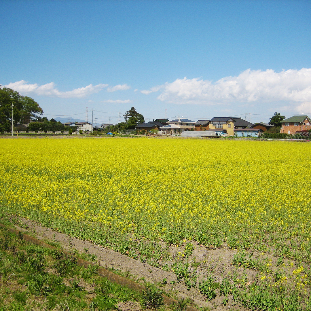 【 先行予約 】【 10月 発送開始 】 令和6年産 コシヒカリ ( 精米 10kg ) 特別栽培 菜の花米 「菜菜ちゃん」  米 こめ ごはん ご飯 白米 国産 茨城県産 新生活 プレゼント 新生活応援 必要なもの 便利 おすすめ 消耗品 一人暮らし 二人暮らし 必要 おいしい お土産 [H006-NT]