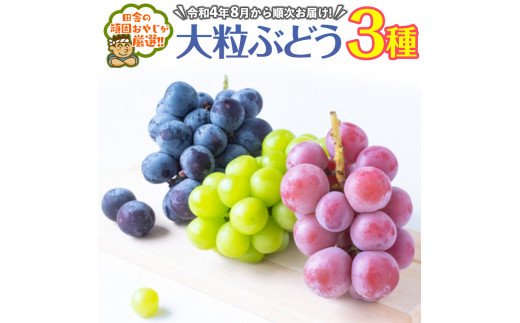 大粒ぶどう3種【令和4年8月から順次お届け】田舎の頑固おやじが厳選