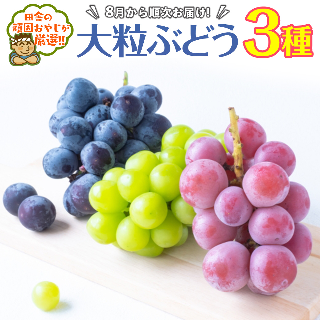 大粒ぶどう3種【令和6年8月より発送開始】田舎の頑固おやじが厳選！ [BI100-NT]