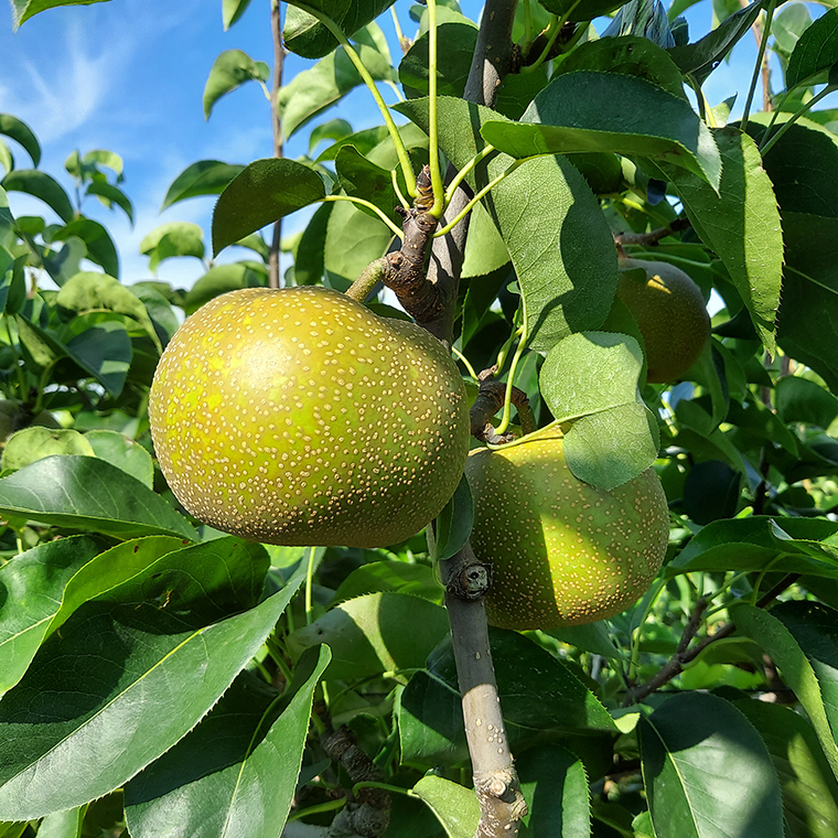 にっこり梨 3kg 梨 ナシ なし 果物 フルーツ 秋 茨城県 デザート 果実 [CZ01-NT]