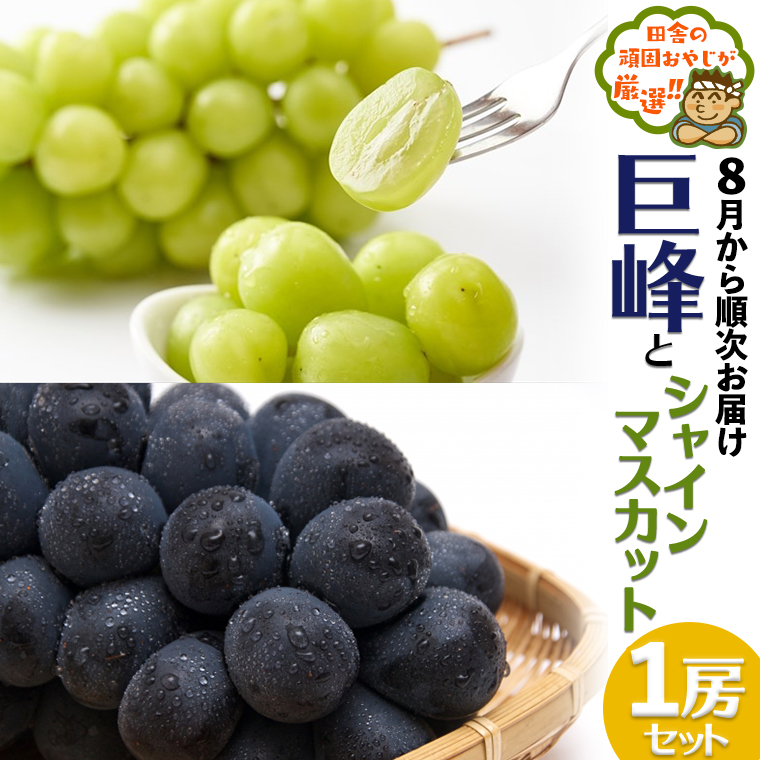 巨峰１房とシャインマスカット１房セット【令和6年8月より発送開始】田舎の頑固おやじが厳選！ [BI200-NT]