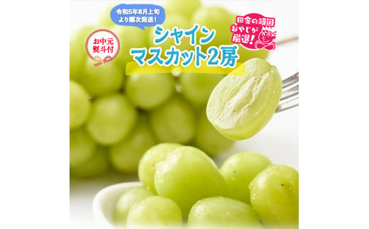 格安通販 シャインマスカット 8房 + 2房 田舎の頑固おやじが厳選